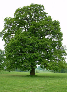 English Oak