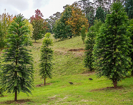 wollemi pine