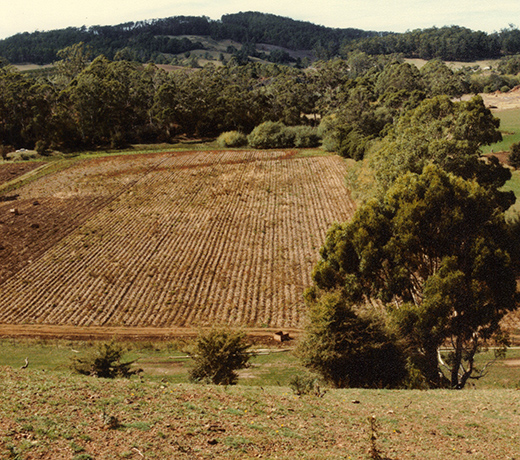 A historical view of the area north of Melrose Creek with the furrows of farming