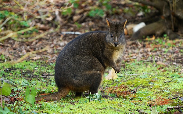 Pademelon