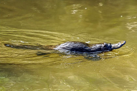 A platypus swimming vigorously across Founders Lake