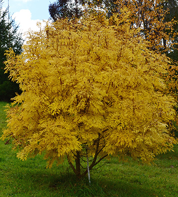 A solitary tree displaying bright yellow autumn colour