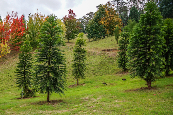 wollemi pines on a green slope with part of the north american collection in the background displaying autumn colours