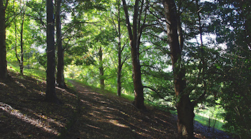 A track winds though a forest of southern Beech.