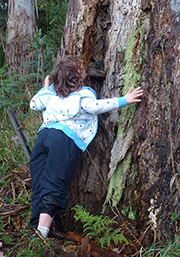 A child exploring the trunk of a mature Eucalypt for signs of wildlife