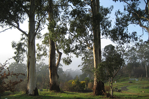 Three While Gums in the Arboretum catch the light of a winter morning.