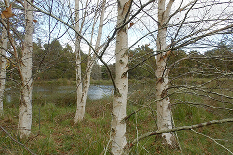 Four white-barked birch trees in the Arboretum with Founders Lake in the background.