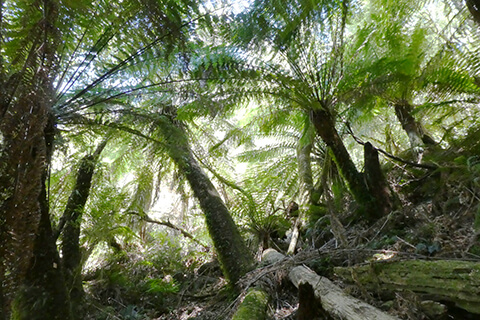 Tall Dicksonia antarctica on a steep slope on the Pengiun Cradle Trail, northwest Tasmania.