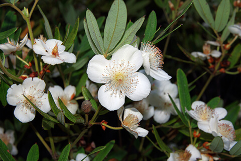 A bunch of Eucryphia lucida flowers seen at the Arboretum.