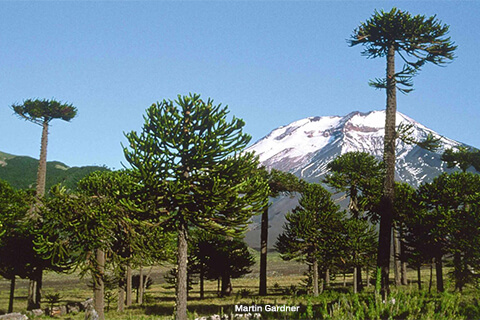 A group of typical South American trees in the Andes with a snowy mountain behind.
