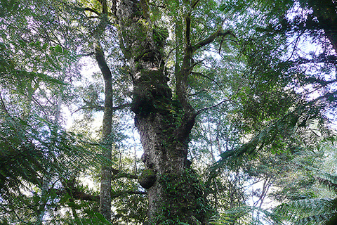Looking up the gnarled trunk of Grandfather Myrtle in the Blue Tiers Myrtle Forest northeast Tasmania.
