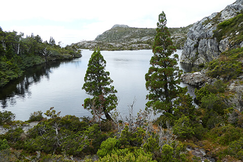 Pencil Pines by Twisted Lakes near Cradle Mountain, Tasmania.
