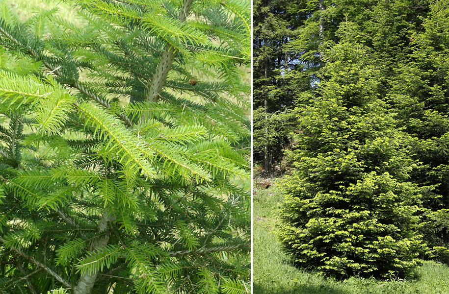 The Tasmanian Arboretum | Our plants