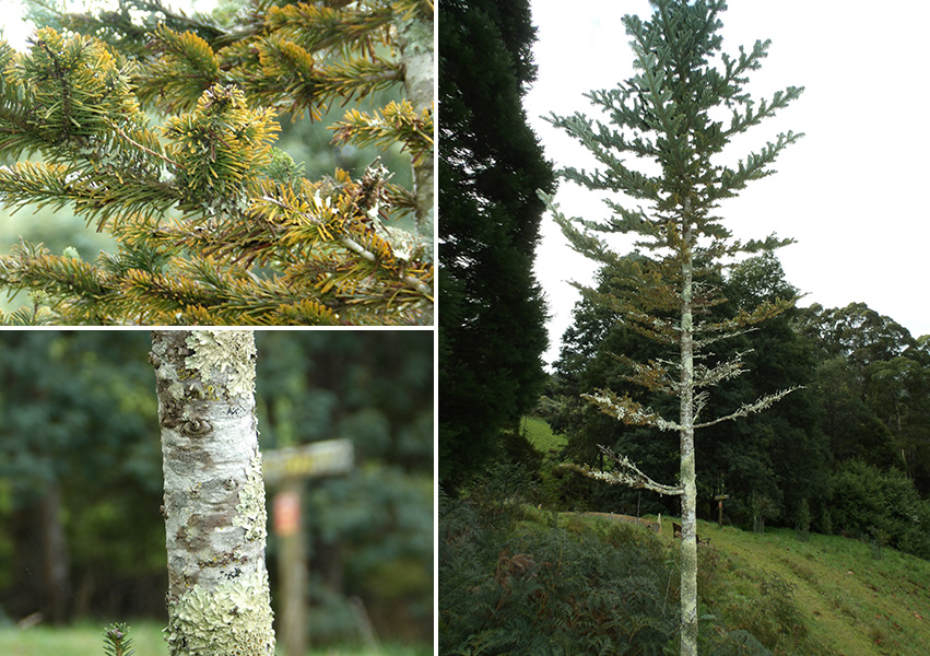 The Tasmanian Arboretum | Our plants