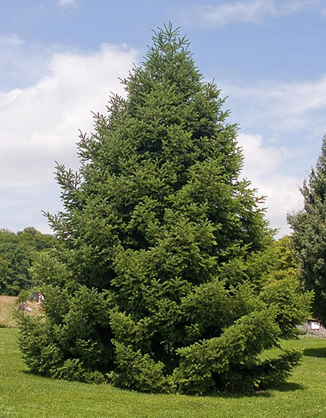 The Tasmanian Arboretum | Our plants