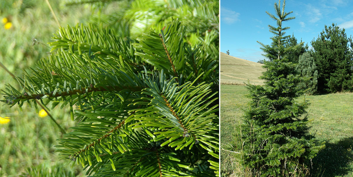The Tasmanian Arboretum | Our plants