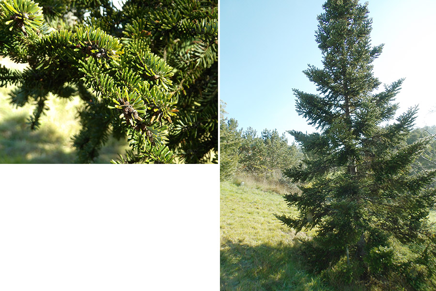 The Tasmanian Arboretum | Our plants