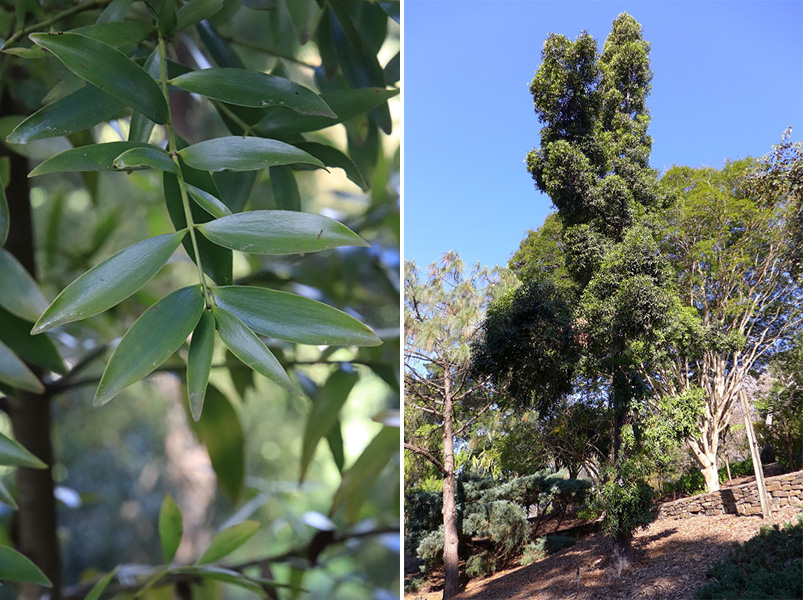 The Tasmanian Arboretum | Our plants