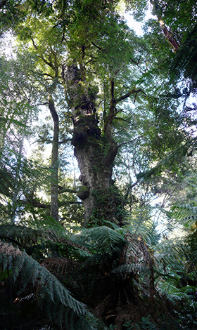 The gnarled trunk of a large, mature myrtle