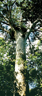 Tane Mahuta, North Island, NZ
