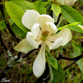 Magnolia virginiana flower