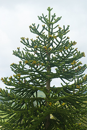A small Monkey Puzzle