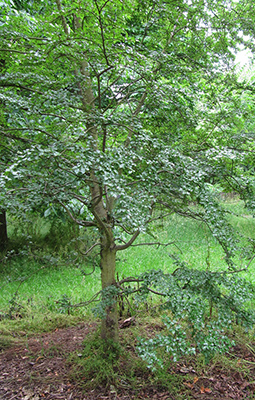 A Nire tree (Antarctic beech)