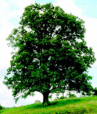 A solitary oak tree on a gentle slope