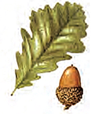 Fagus orientalis