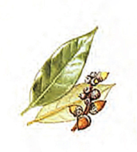 Fagus grandifolia