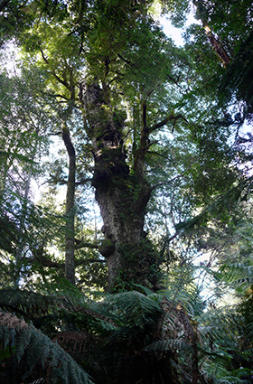 A giant southern beech stands in a temperate rainforest