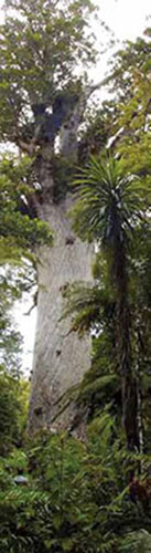 Tane Mahuta