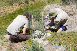 Two volunteers planting a tree